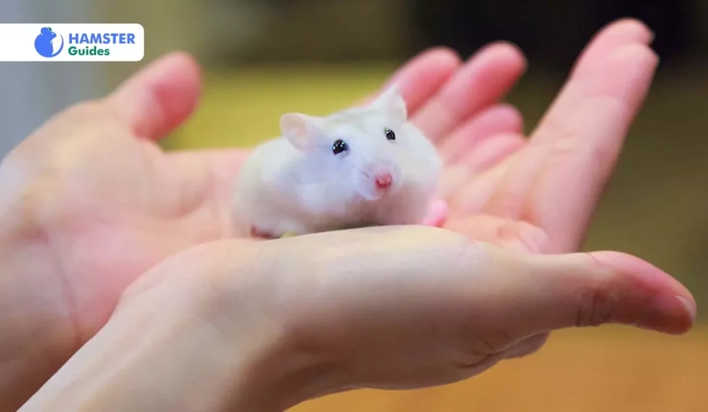 Adding Variation to Your Hamster's Food