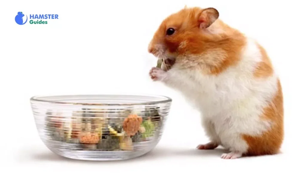 Avocados' Potential Health Benefits for Hamsters 