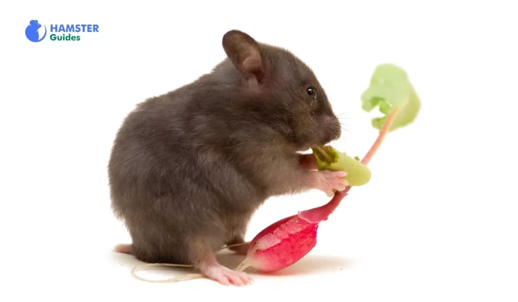 Best Radish to Choose for Your Hamster 