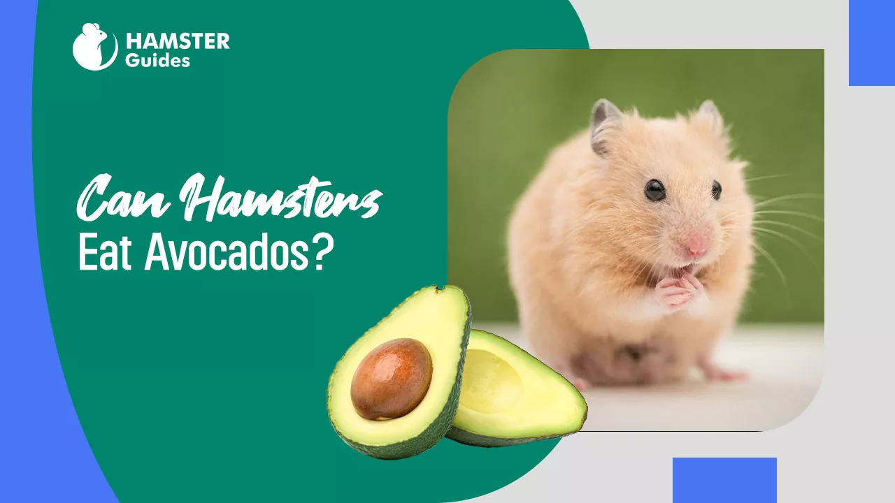 Can Hamsters Eat Avocados