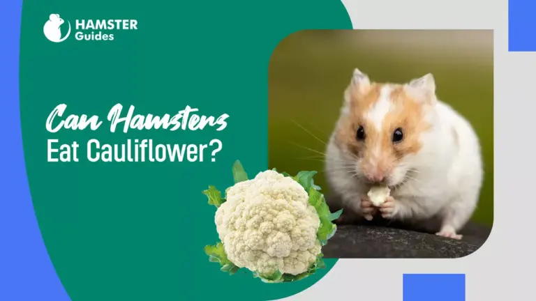 Can Hamsters Eat Cauliflower
