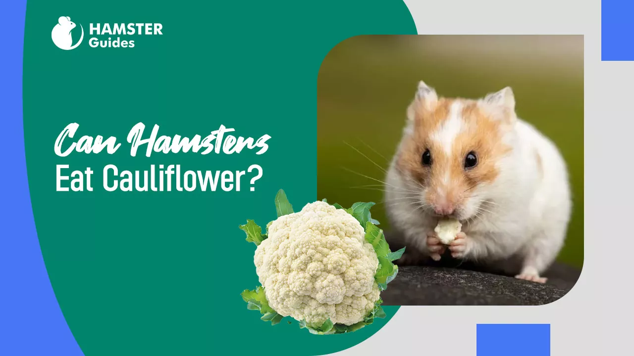 Can Hamsters Eat Cauliflower