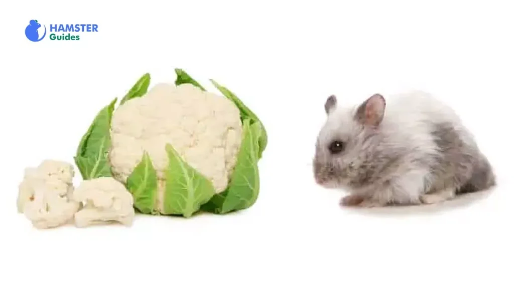 Can Hamsters Eat Cooked Cauliflower? Cooked Vs. Raw Cauliflower