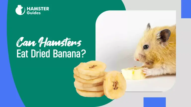Can Hamsters Eat Dried Banana