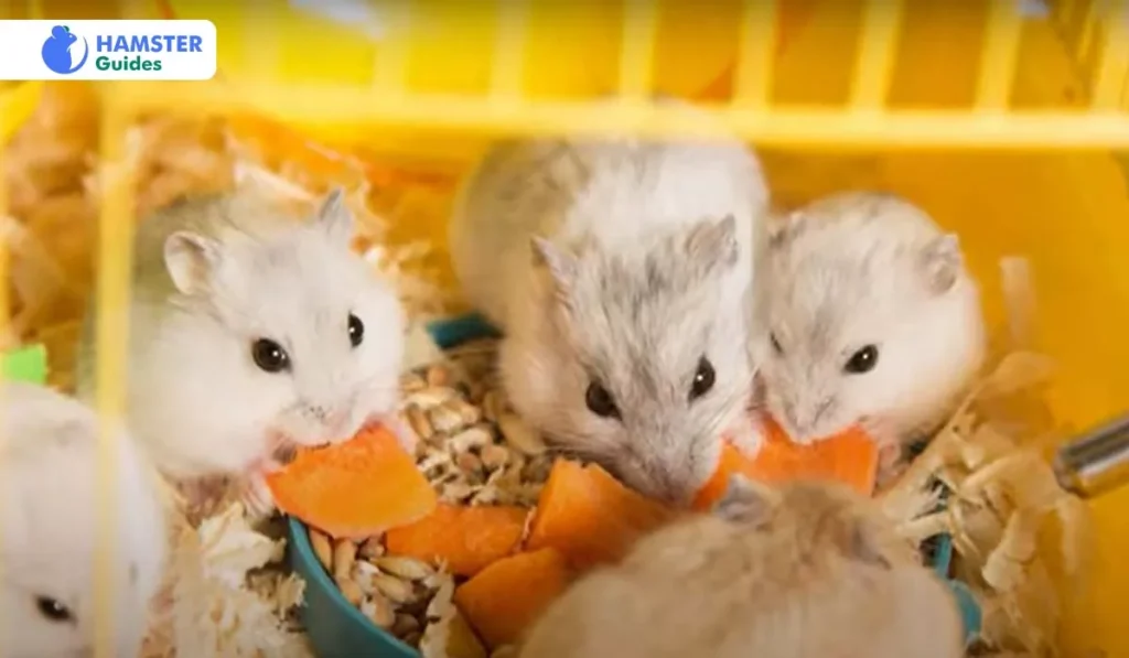 Can Hamsters Eat Honeydew Melon
