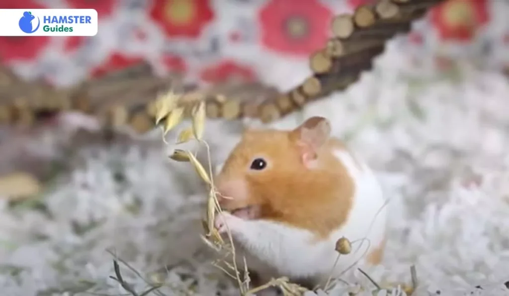 Can Hamsters Eat Honeydew Melon Seeds