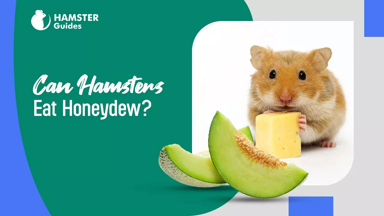 Can Hamsters Eat Honeydew