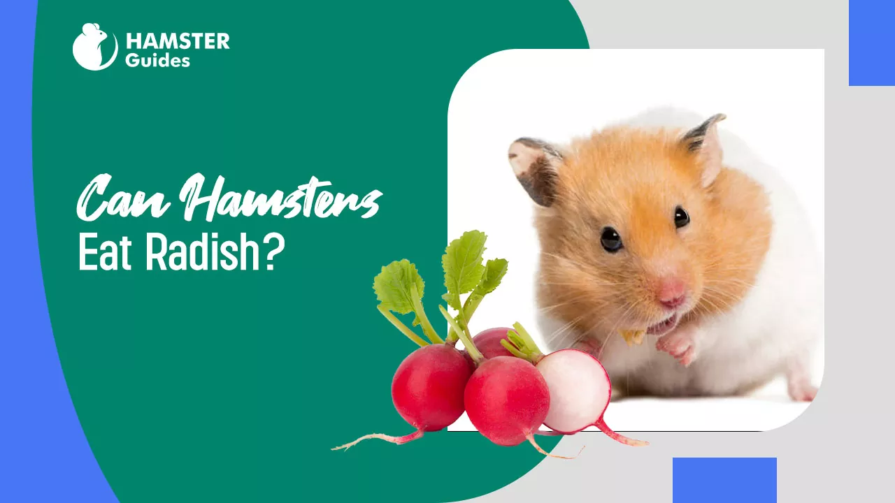 Can Hamsters Eat Radish