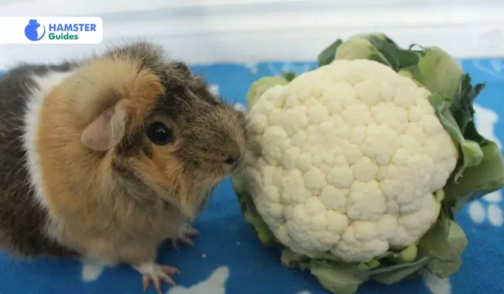 Can Hamsters Eat Romanesco Cauliflower