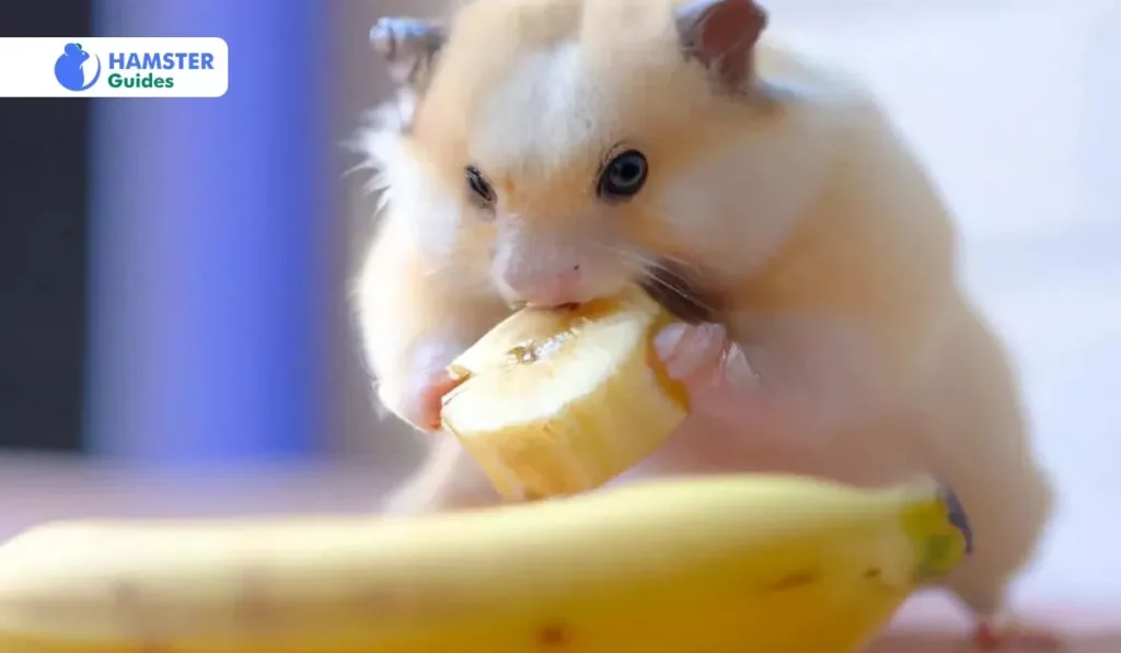 Can Hamsters Have Dried Bananas