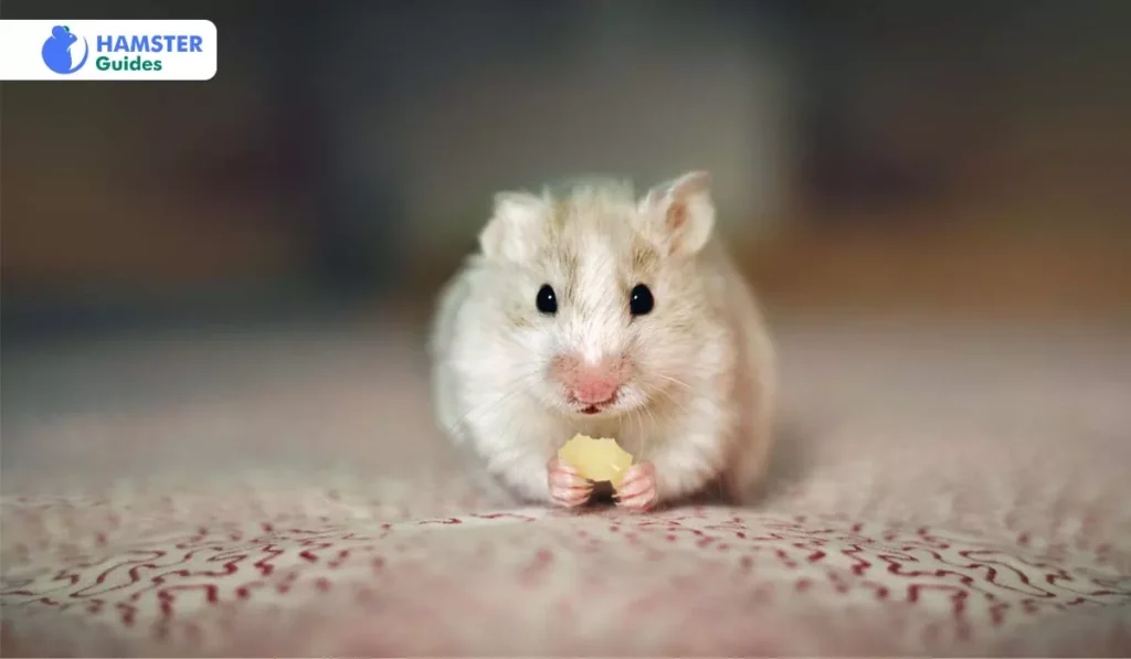 Can Syrian Hamsters Have Honeydew Melon