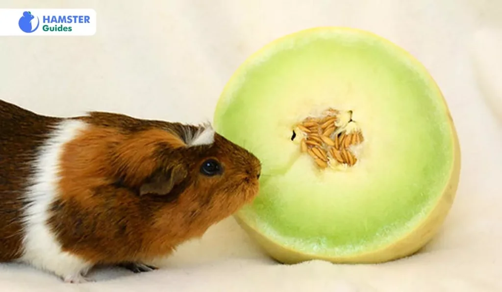 Can dwarf hamsters eat honeydew