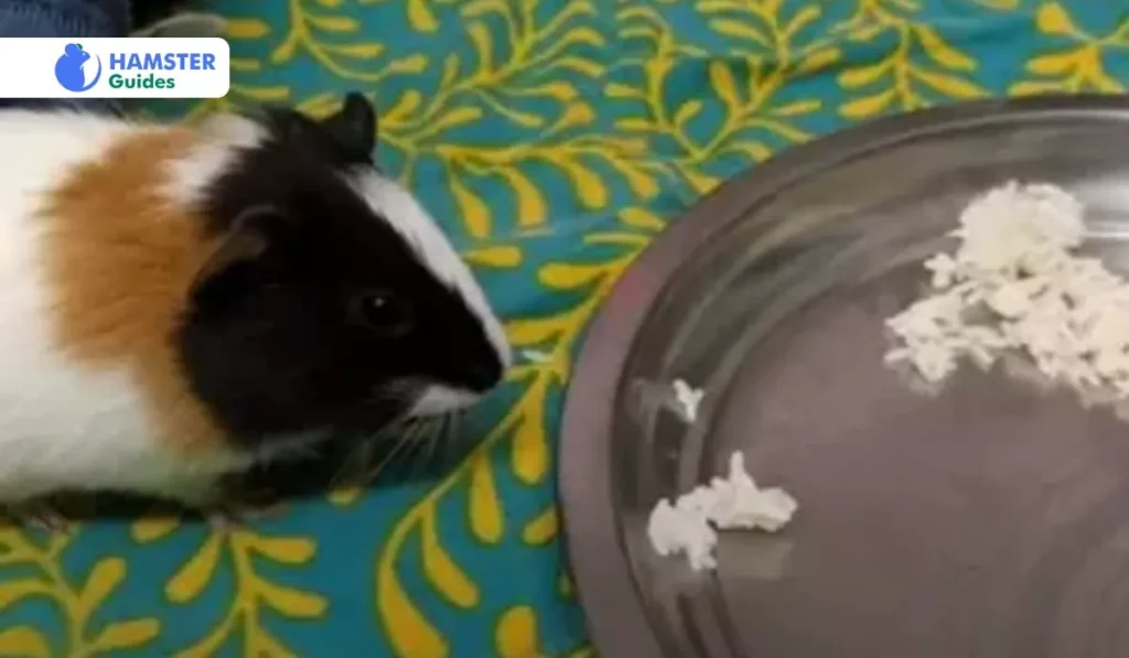 Concerns About Feeding Hamsters Cauliflower