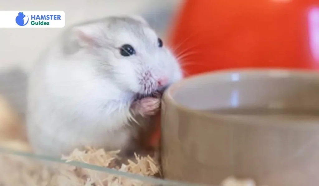Dietary Essentials for Hamsters