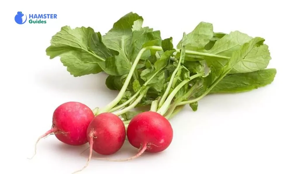 Exploring Different Varieties of Radish