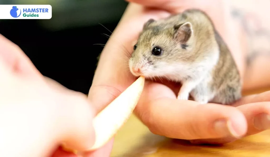 How Do I Give My Hamster Cauliflower
