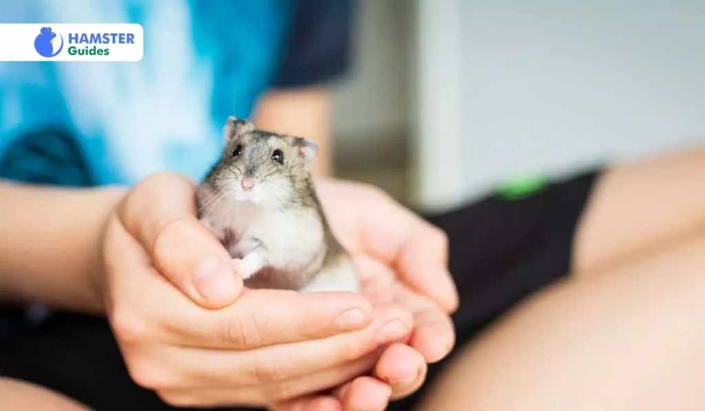 How are Cauliflower Leaves for Hamsters to Consume