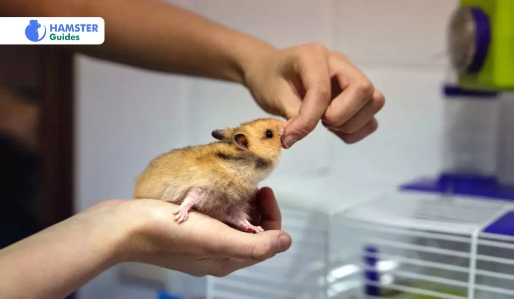 How to Add Dried Bananas to Your Hamster's Diet in a Safe Way