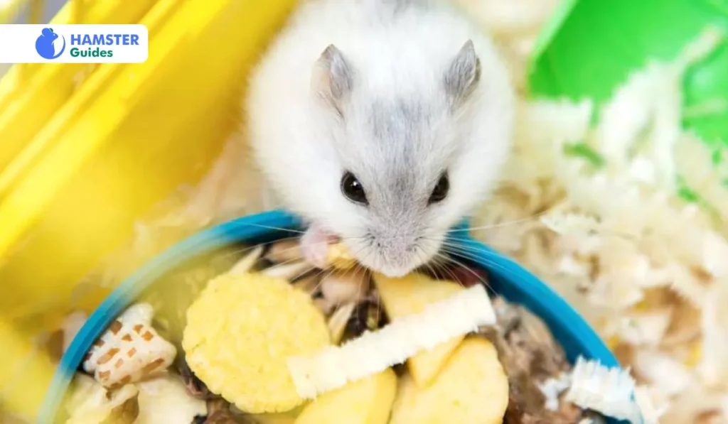How to Continue Giving Your Hamster a Healthy Diet