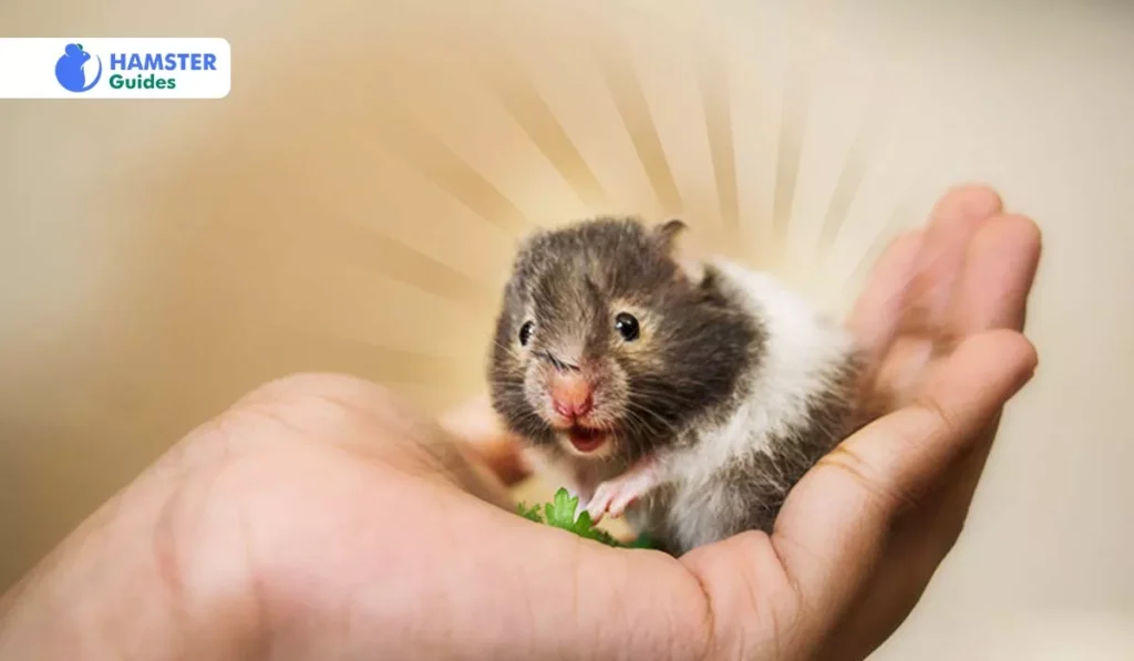 How to Give Avocado to Your Hamster? Risk Assessment and Preventative Steps 