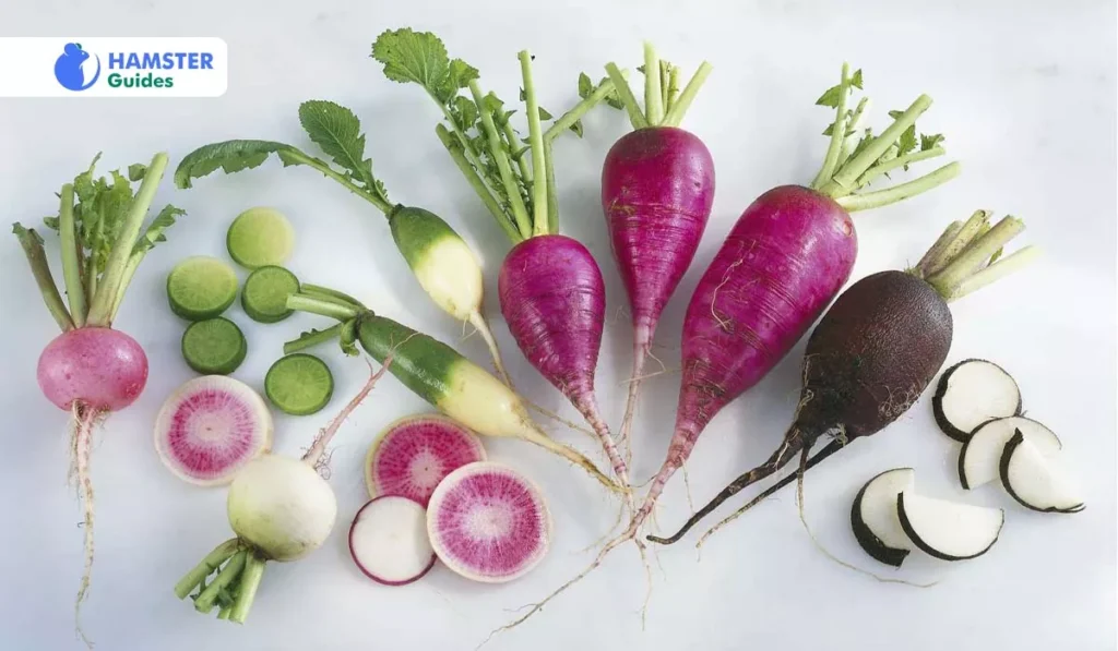 Investigating the Various Radishes Varieties