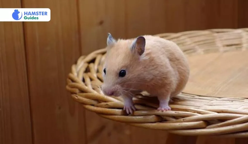 Possible Dangers and Safety Measures to Take While Giving Hamsters Radishes 