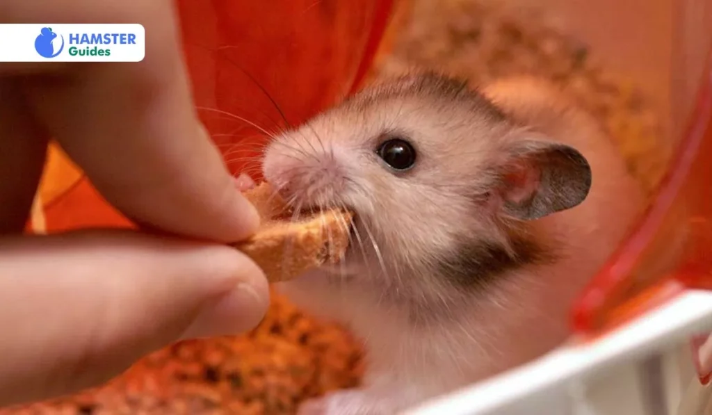 Possible Hazards of Feeding Hamsters Dried Bananas 