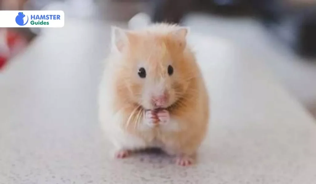 Radishes and Other Foods in a Hamster's Diet: A Balance 