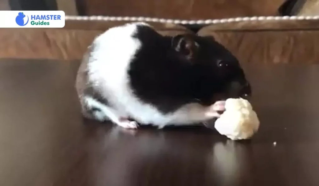 Advantages of Giving Hamsters Cauliflower