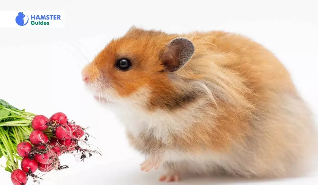 The Advantages of Radishes for Hamster Health