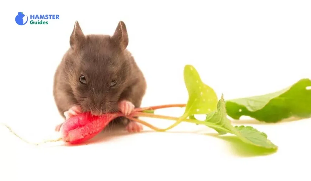 The Impact of Radishes on Hamster Diets from a Nutritional Perspective 