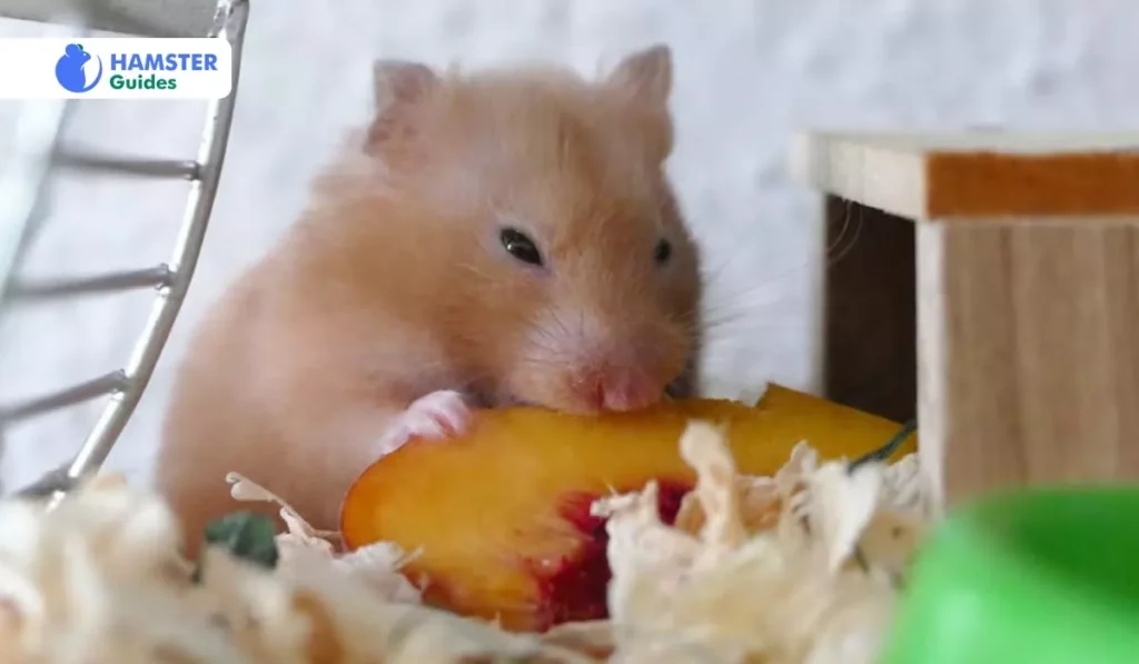 Understanding Hamster Nutritional Requirements 