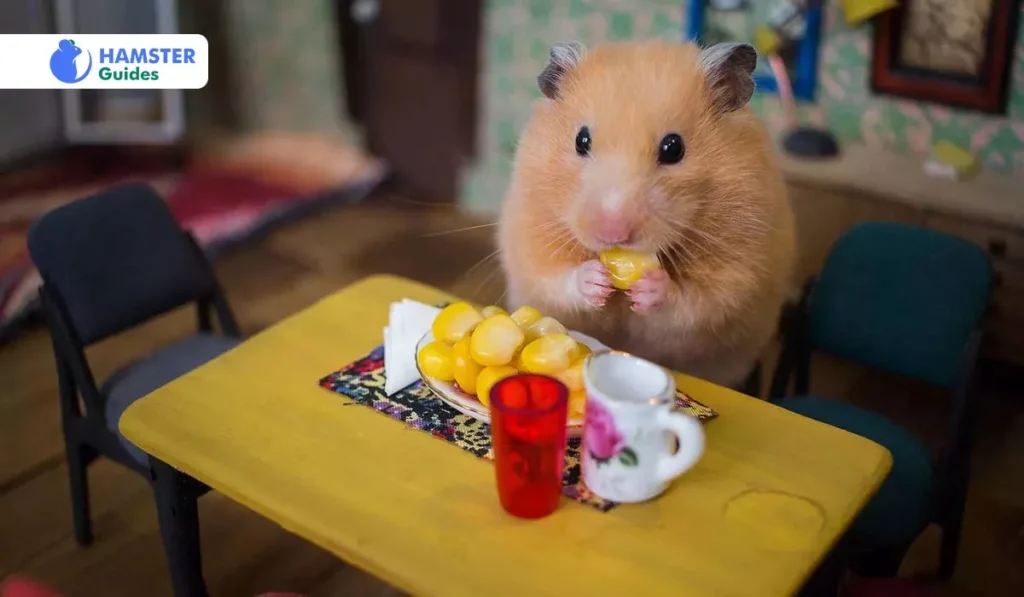 Understanding the Diet of Hamsters
