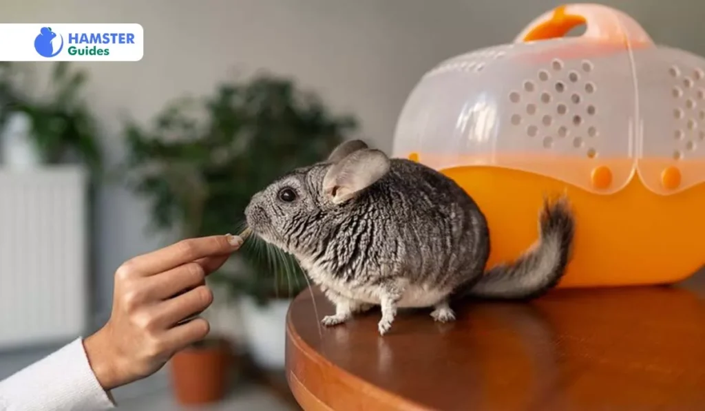 What Makes Papaya Such a Valuable Food for Hamsters
