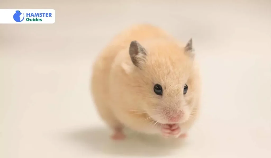 Which Hamsters Are Fit to Eat Papayas