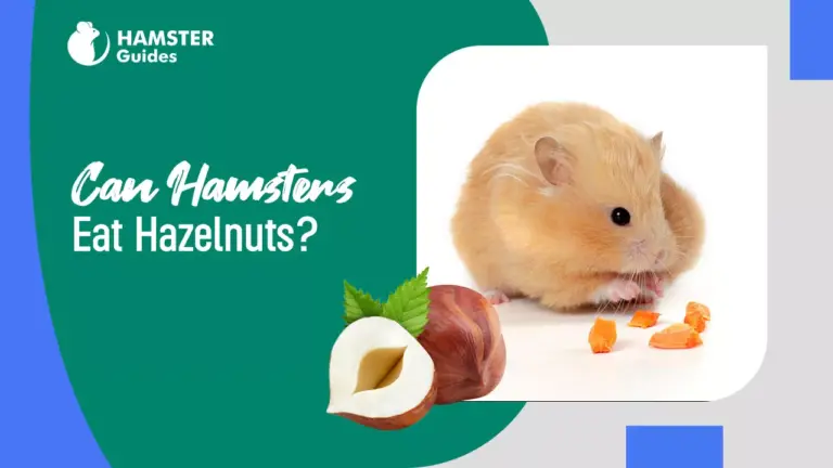 Can Hamsters Eat Hazelnuts