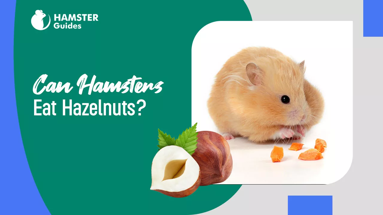 Can Hamsters Eat Hazelnuts