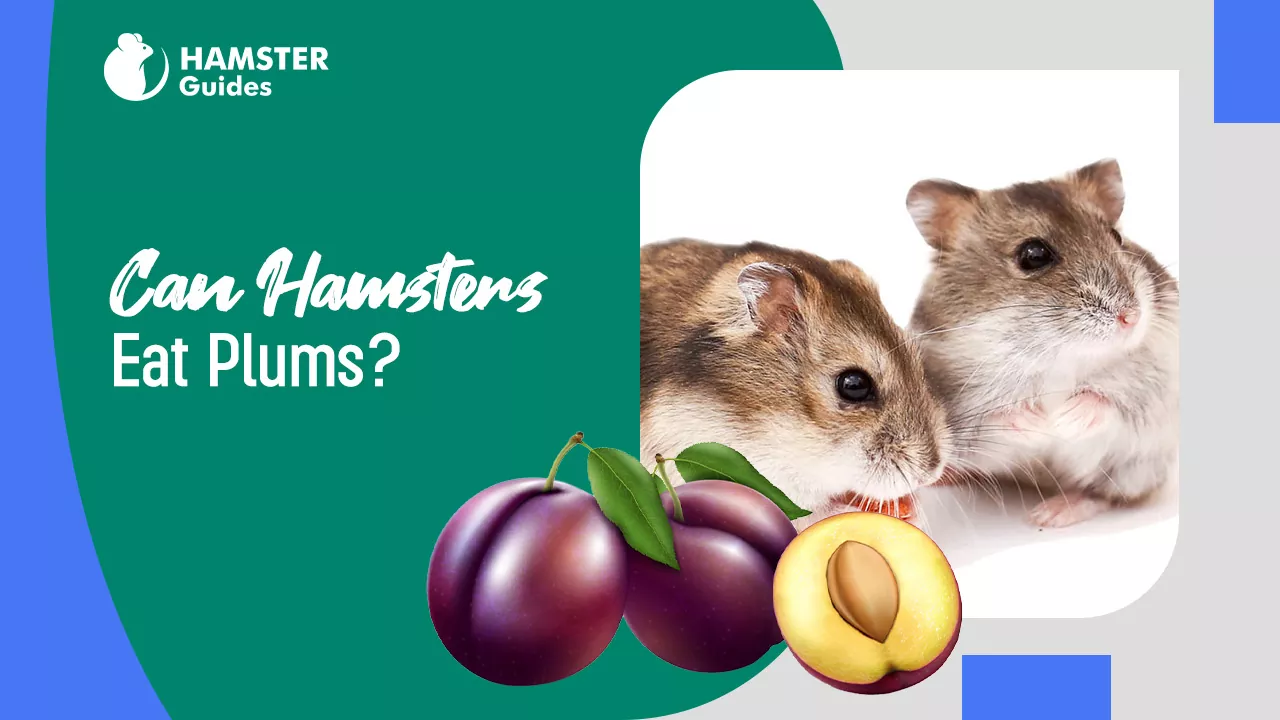 Can Hamsters Eat Plums