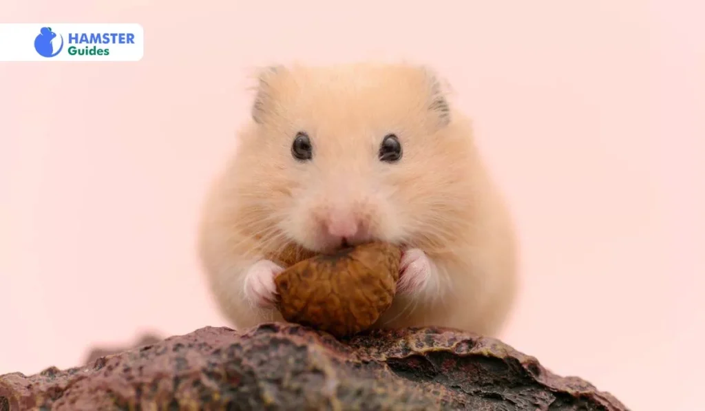 How to Prepare Hazelnuts for Hamsters