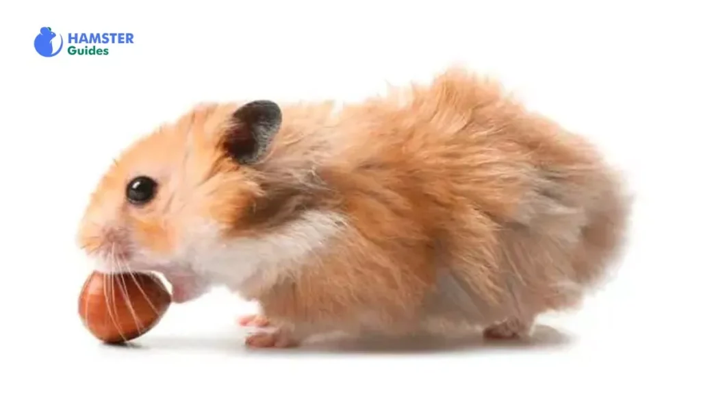 Signs of Illness from Consuming Too Many Hazelnuts