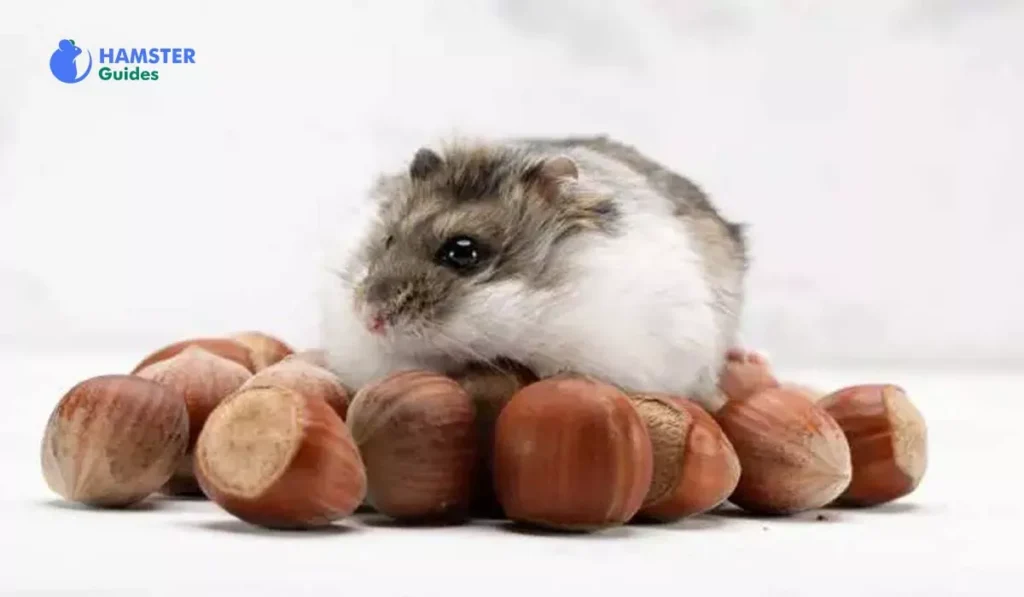 The Numerous Advantages of Consuming Hazelnuts