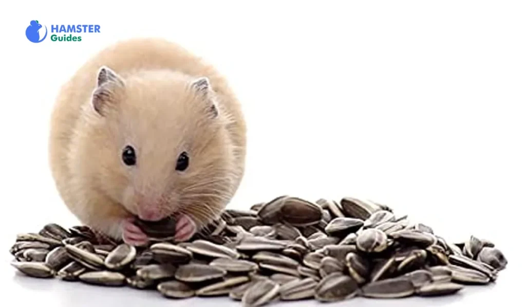 A Glimpse into Hamster Breeds and Dietary Variations