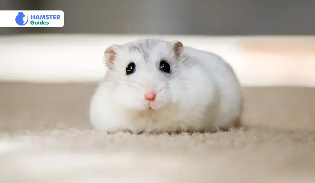 Accommodating Hamster Sleep Needs