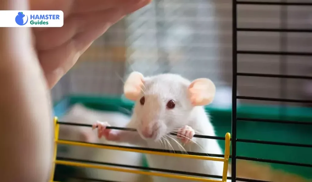 Adopting A Gradual Method To Add New Food To A Hamster’s Die