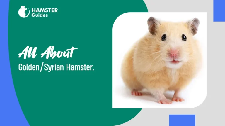 All About Golden and Syrian Hamster