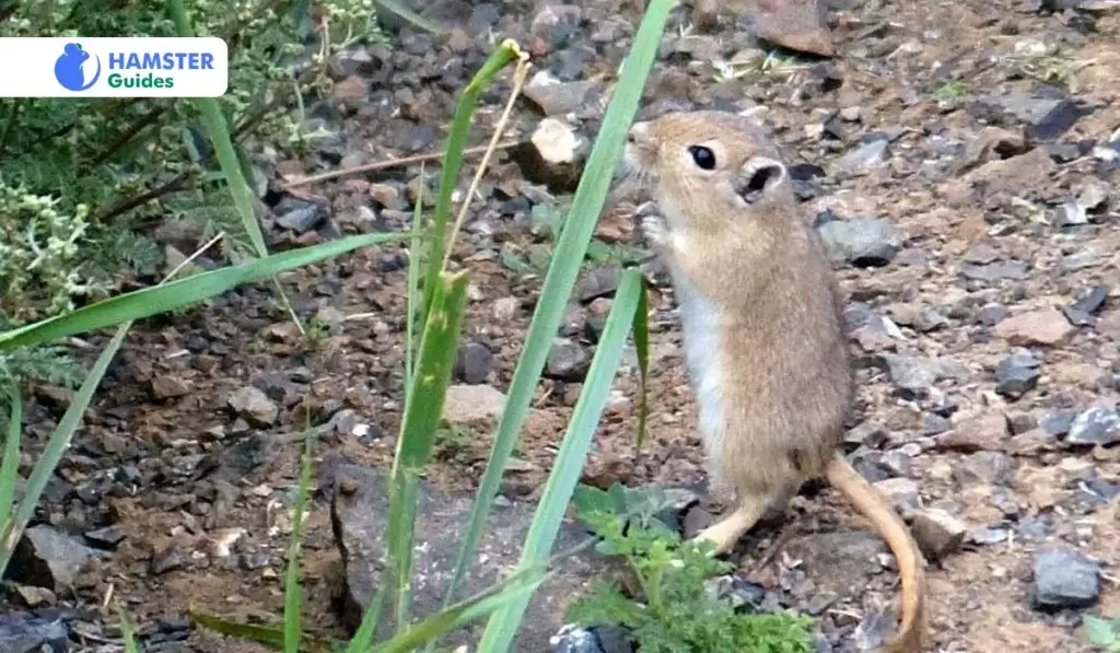 Allocricetulus Hamster In Wild