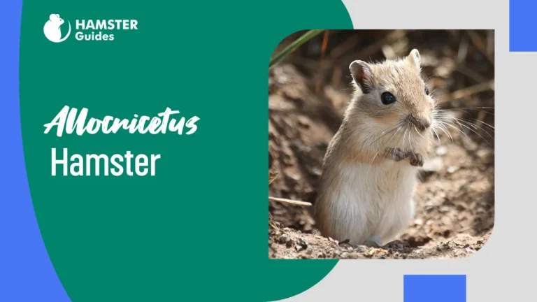 Allocricetus Hamster- A Comprehensive Guide