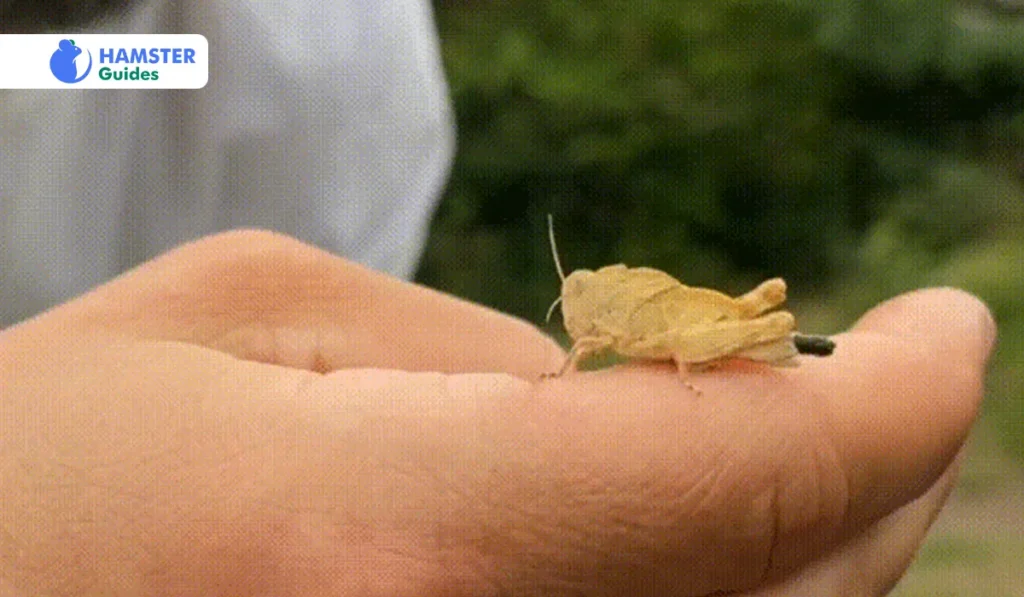 Alternatives to Grasshoppers