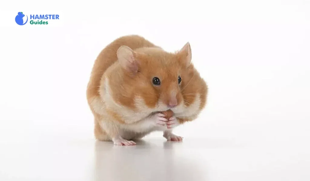 Alternatives to Sweet Potatoes for Hamsters