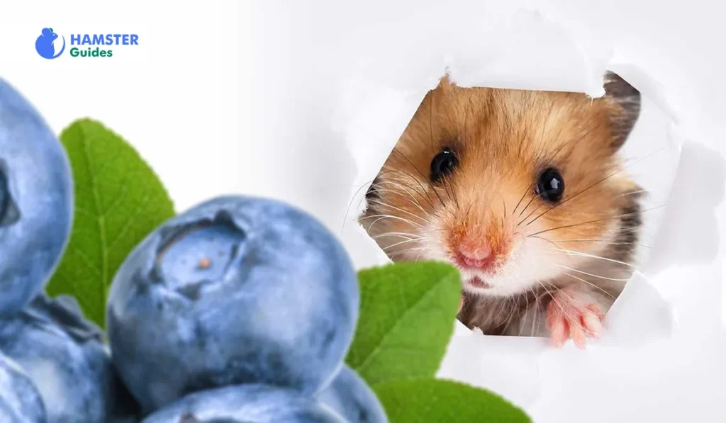 Are Blueberries Beneficial for Dwarf Hamsters to Eat